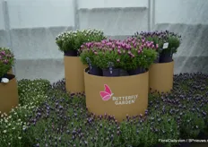 Nog een de lavendel soorten van Butterfly Garden.